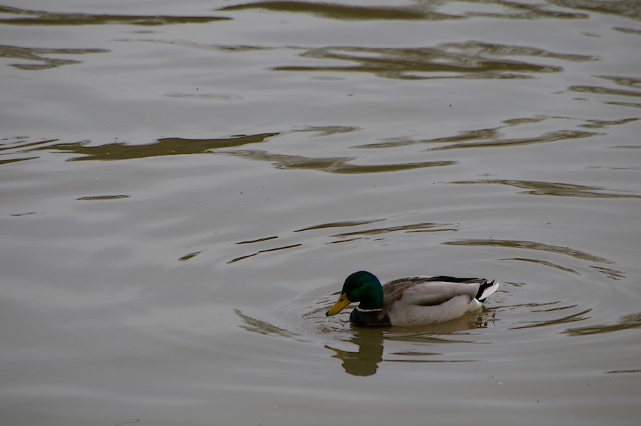 Les Oiseaux: Ecluse d evry 274